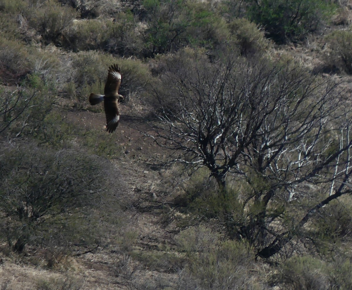 Harris's Hawk - ML620507726