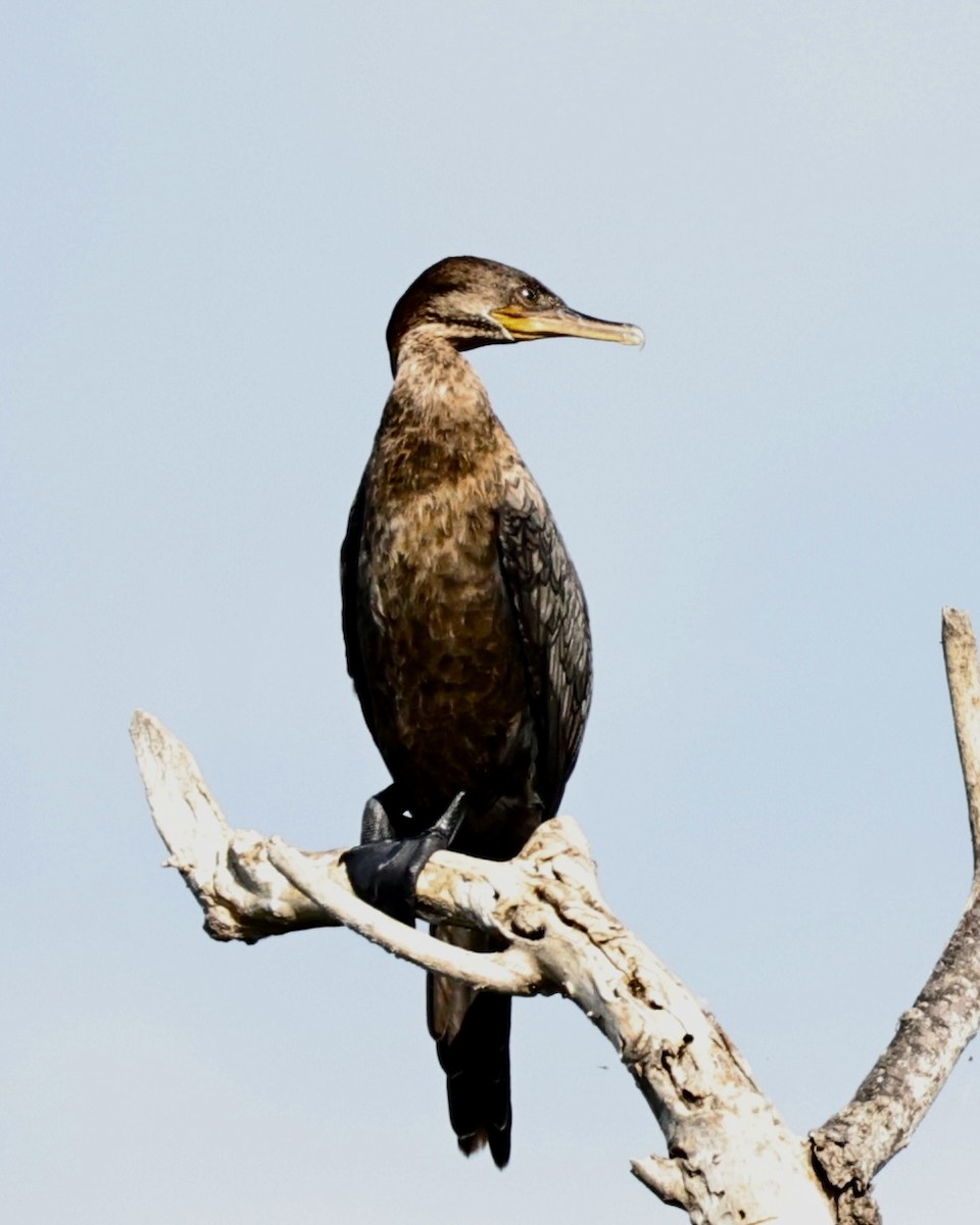 Neotropic Cormorant - ML620507727