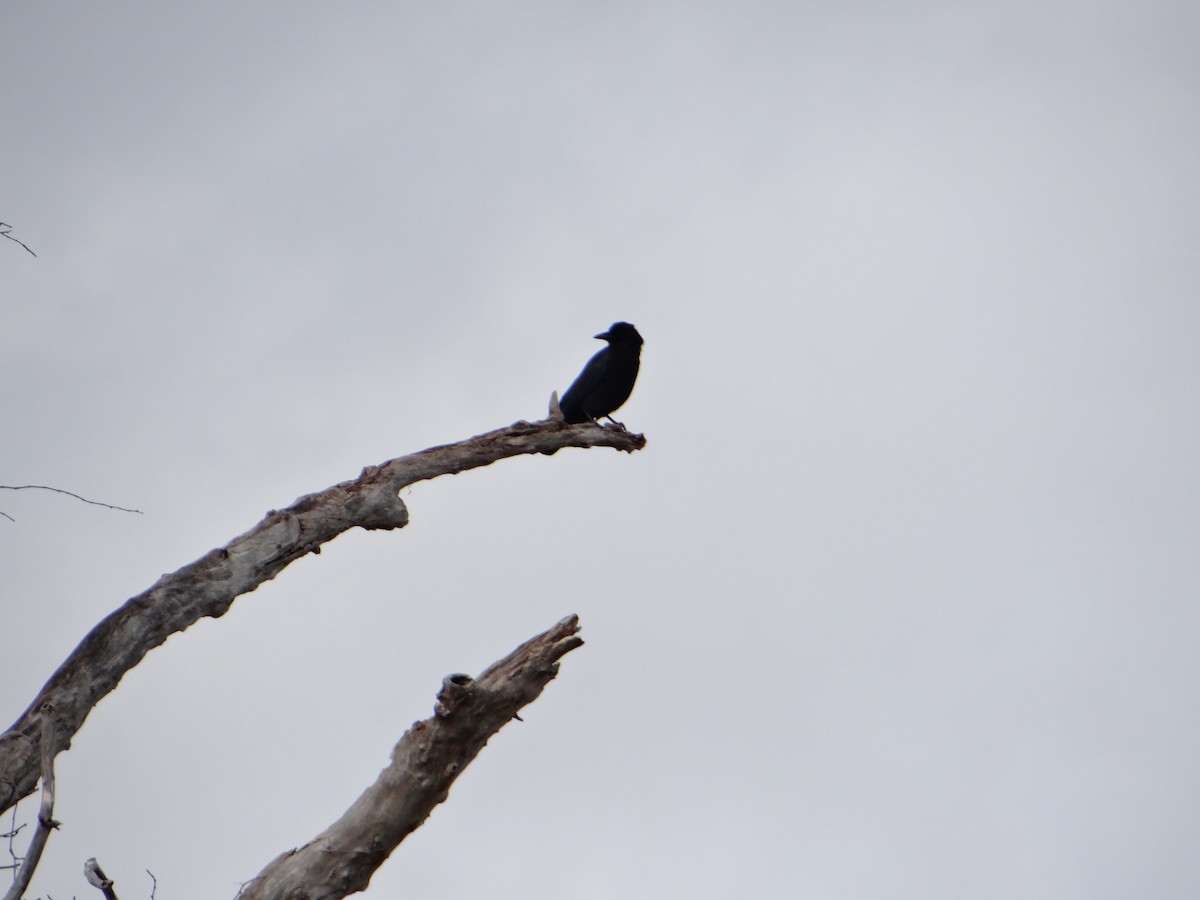 Fish Crow - ML620507732