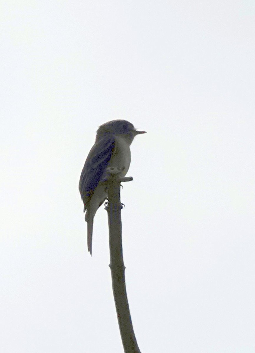 Least Flycatcher - ML620507740