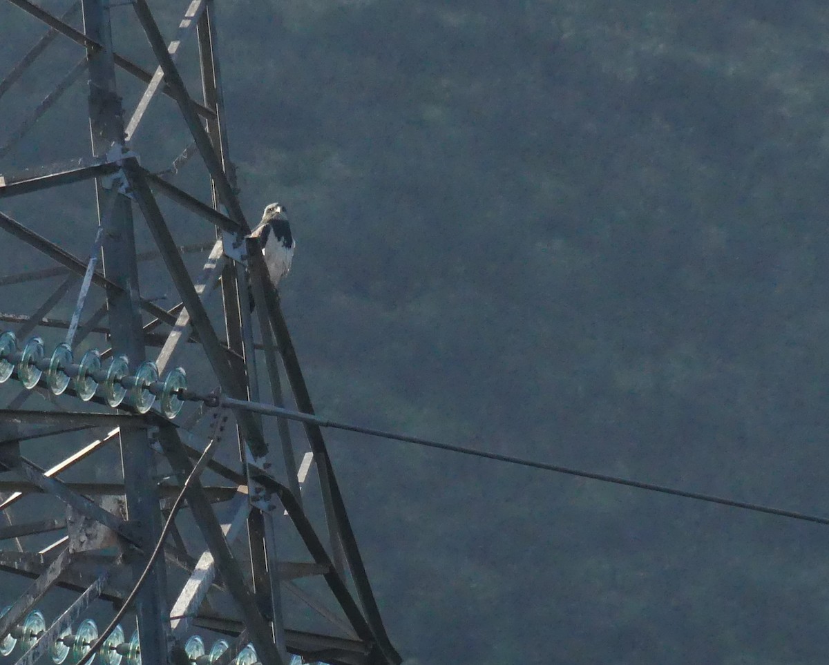 Black-chested Buzzard-Eagle - ML620507744