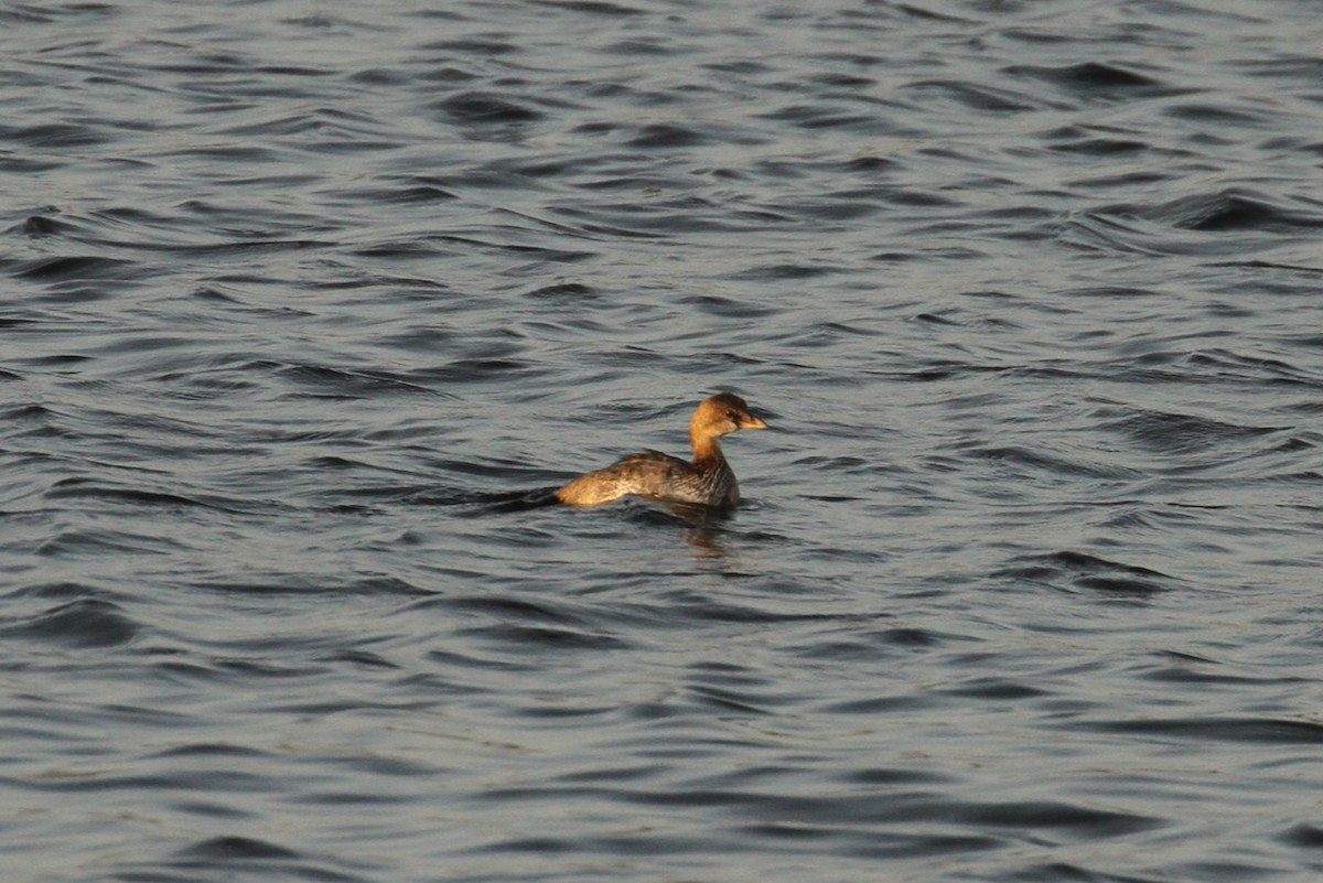 Pied-billed Grebe - E. Hoffa