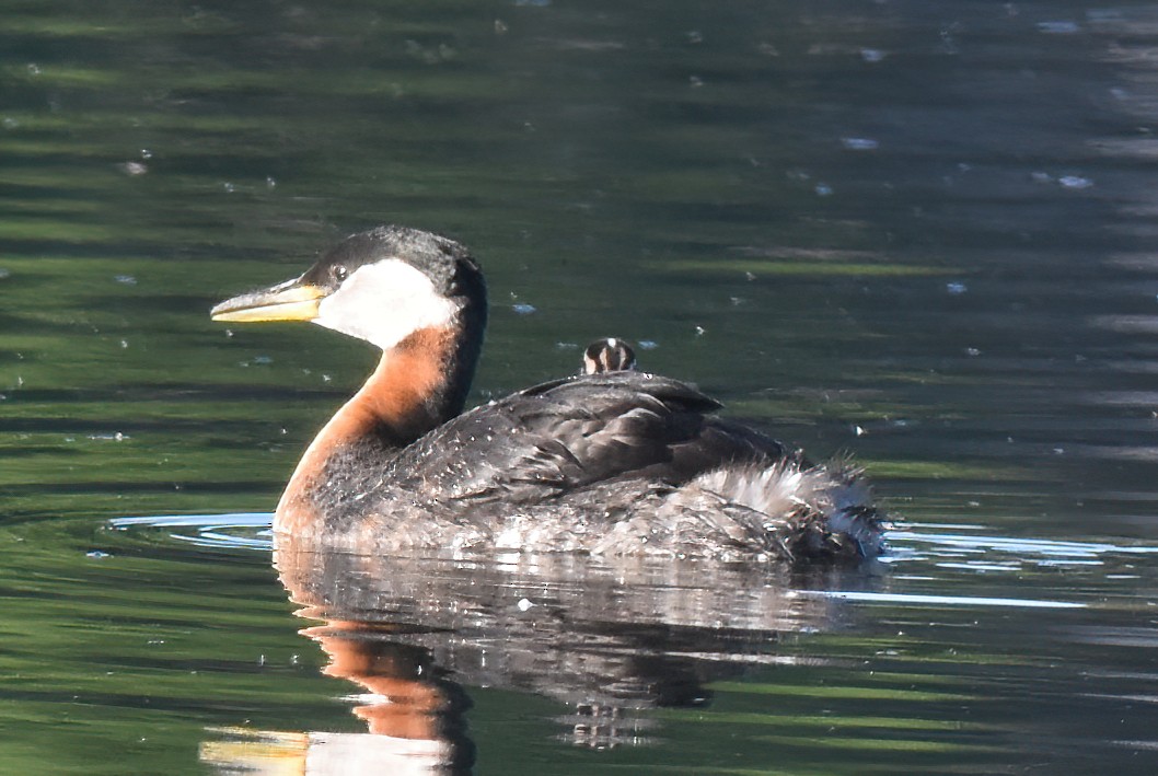 Red-necked Grebe - ML620507751