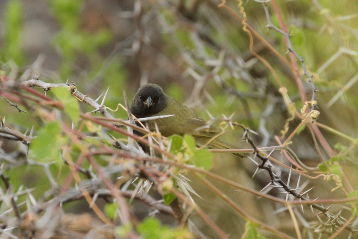 Black-faced Grassquit - ML620507752