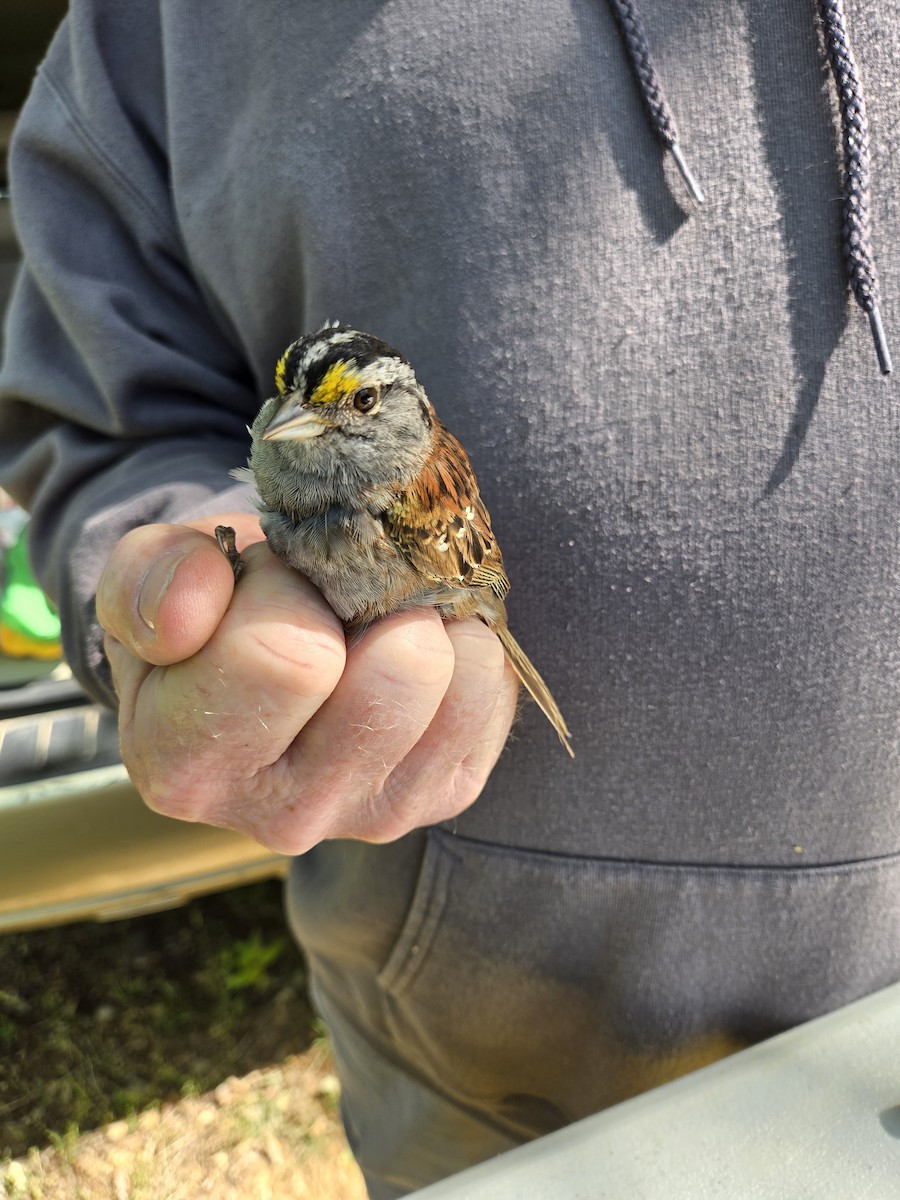 White-throated Sparrow - ML620507755