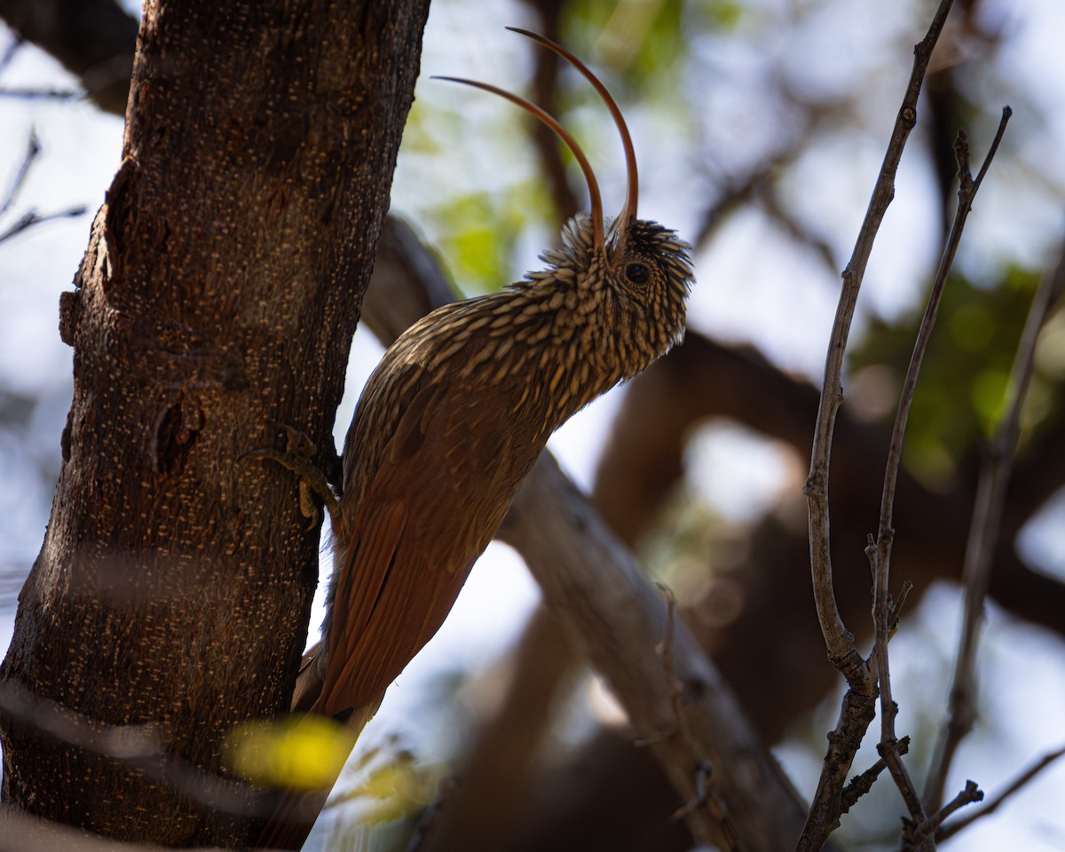 Red-billed Scythebill - ML620507756