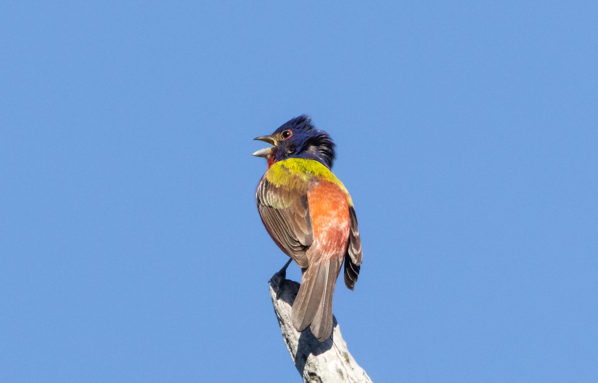 Painted Bunting - ML620507758