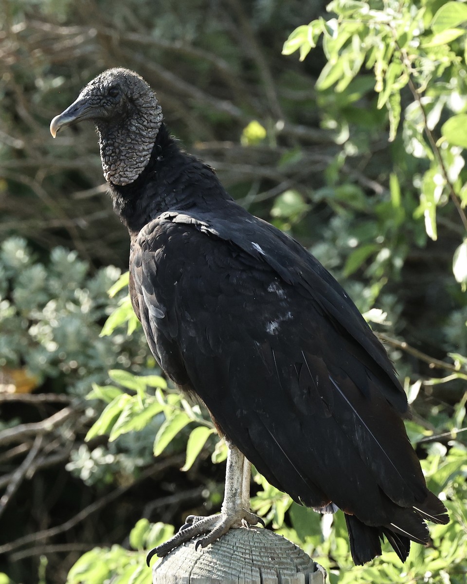 Black Vulture - ML620507759
