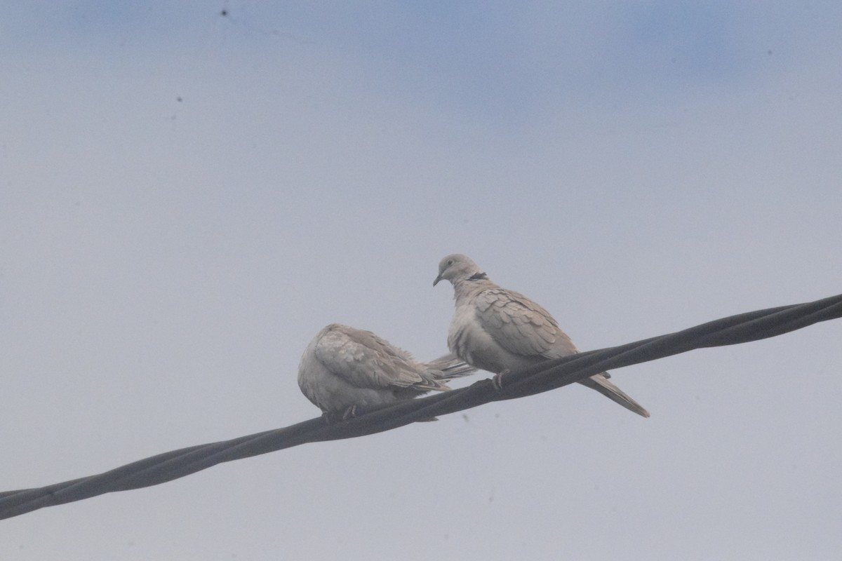 Eurasian Collared-Dove - ML620507766