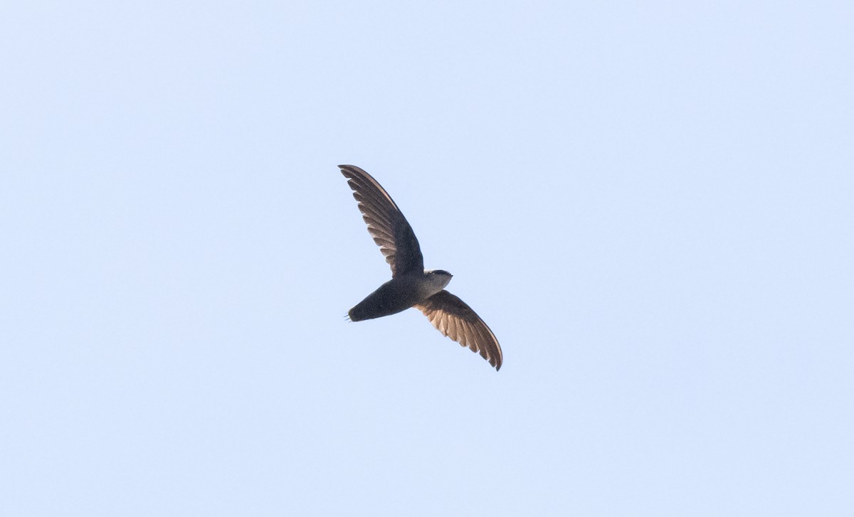 Chimney Swift - Timothy Aarons