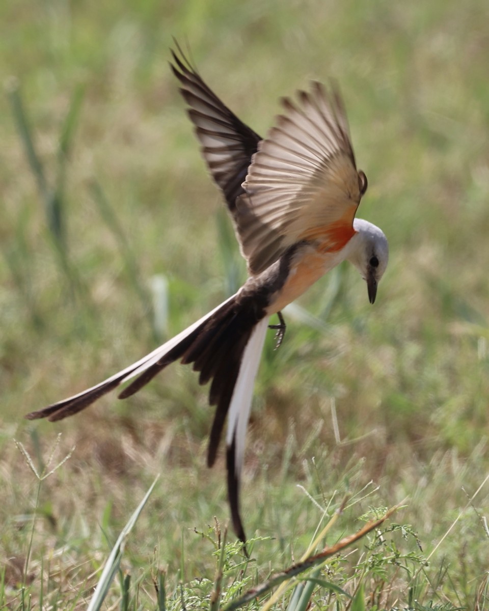 Scissor-tailed Flycatcher - ML620507778