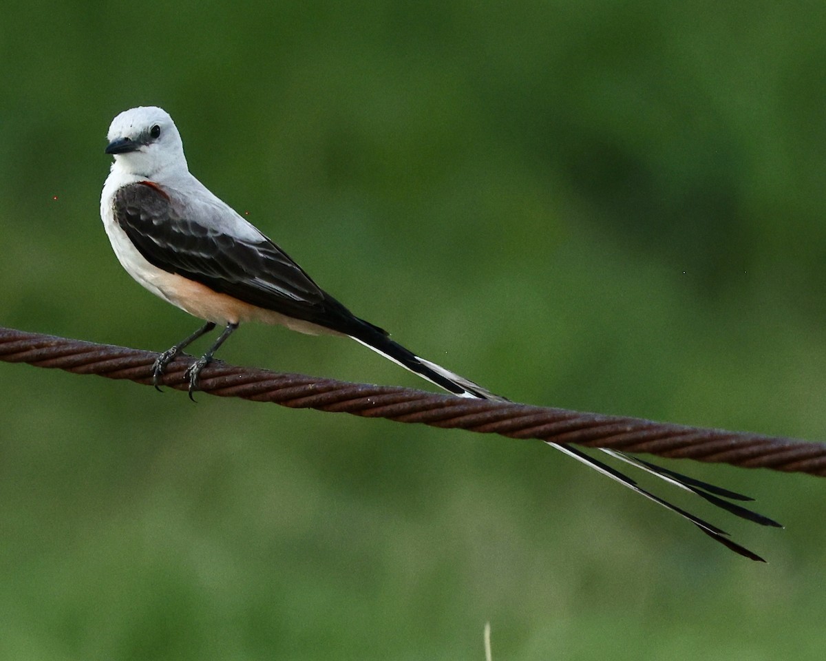 Scissor-tailed Flycatcher - Leighton Wier