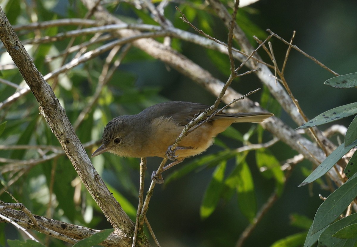 Rufous Shrikethrush - ML620507783