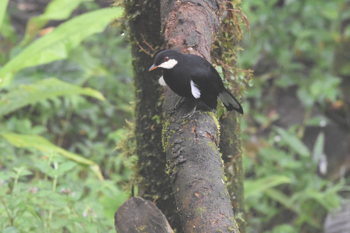 Black Solitaire - ML620507794