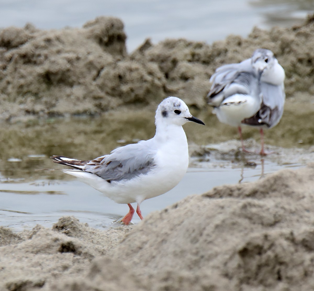 Bonaparte's Gull - ML620507797