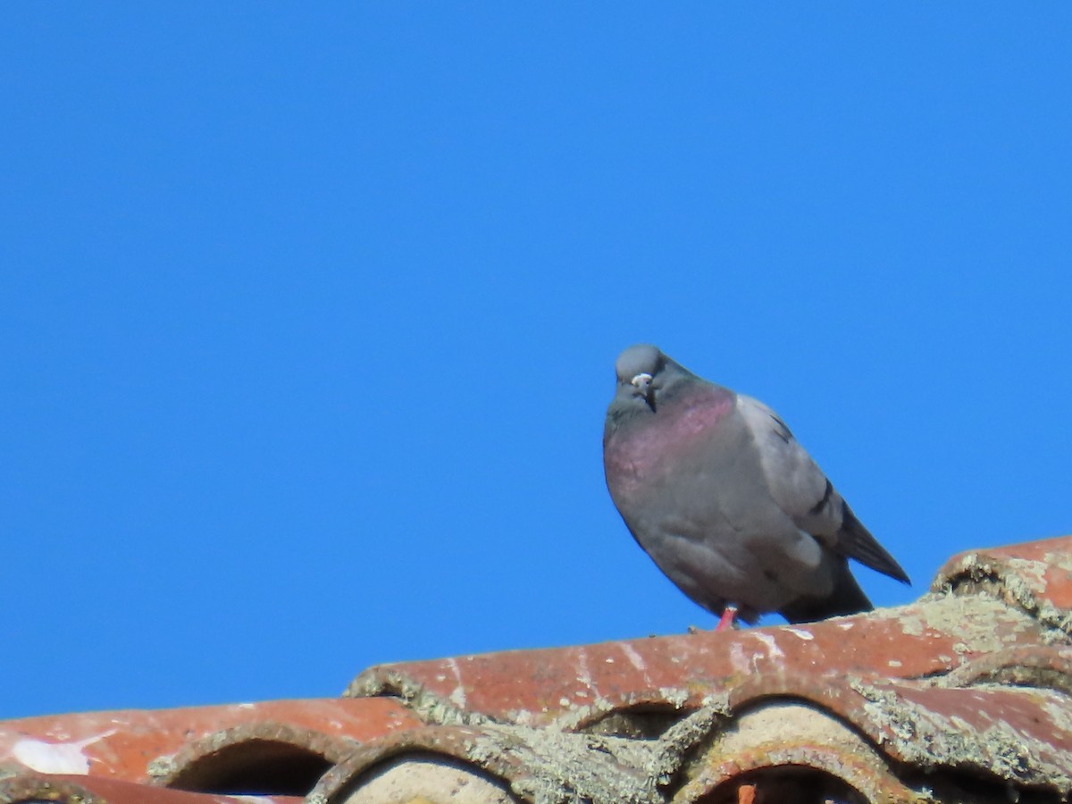 Rock Pigeon (Feral Pigeon) - ML620507800