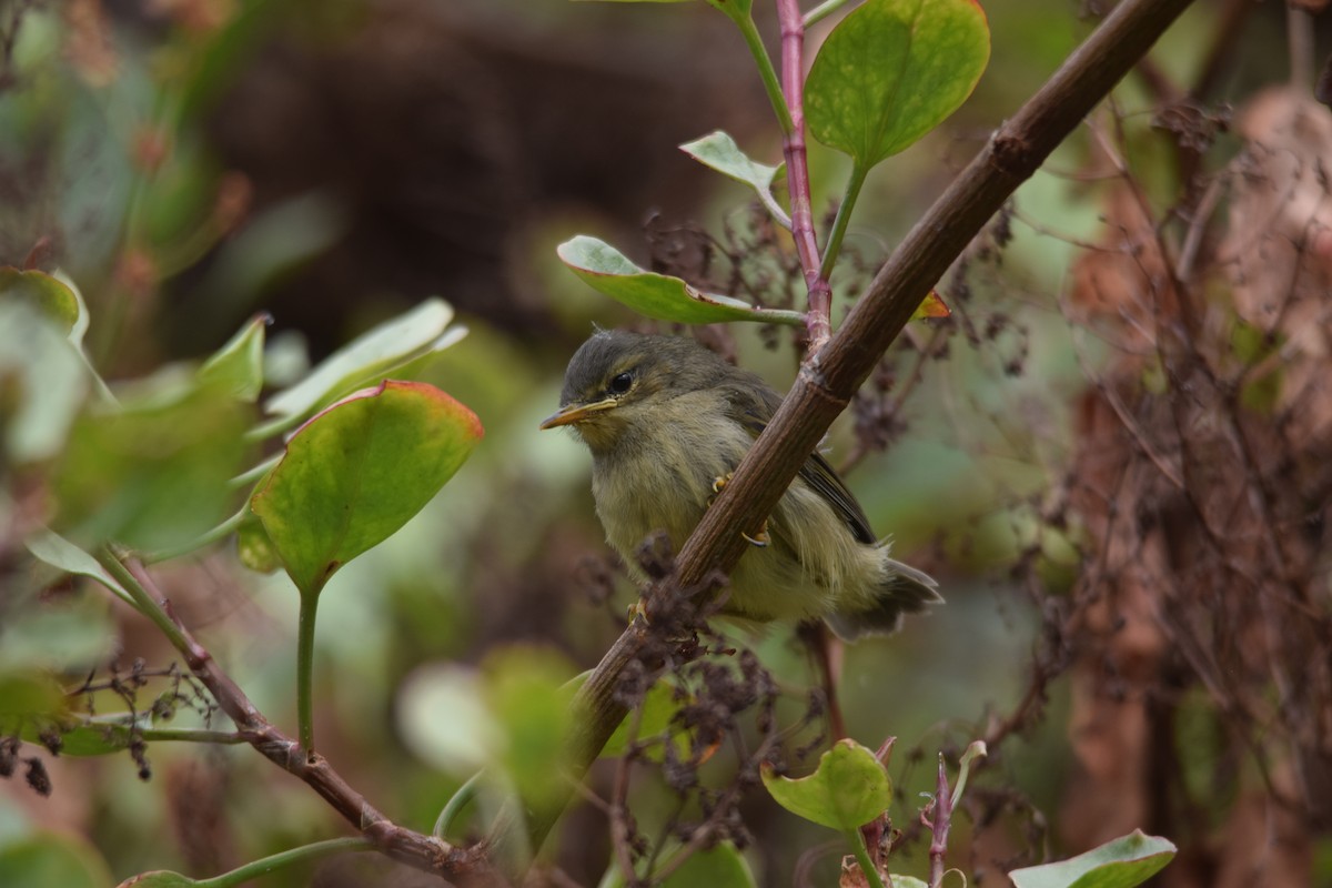 Canary Islands Chiffchaff - ML620507803