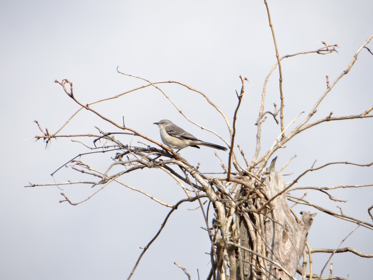 Northern Mockingbird - ML620507817