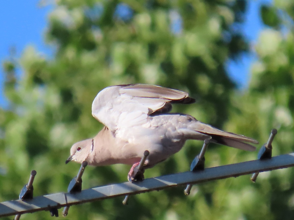 Eurasian Collared-Dove - Elizabeth Ferber