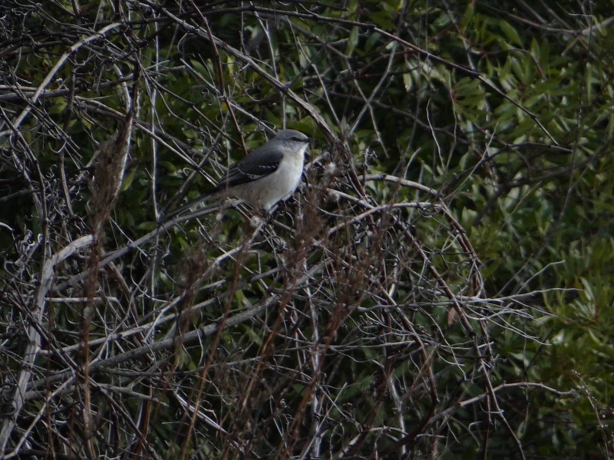 Northern Mockingbird - ML620507823