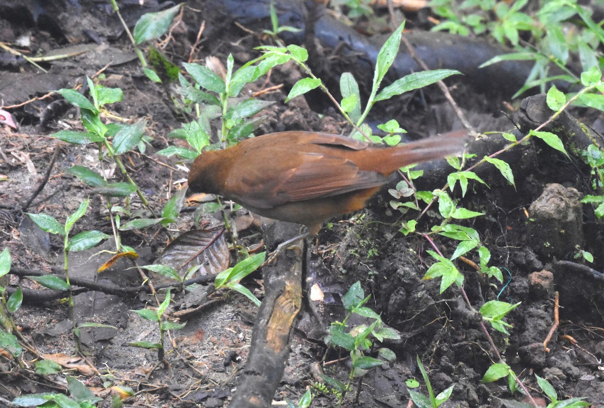 Rufous-brown Solitaire - ML620507828