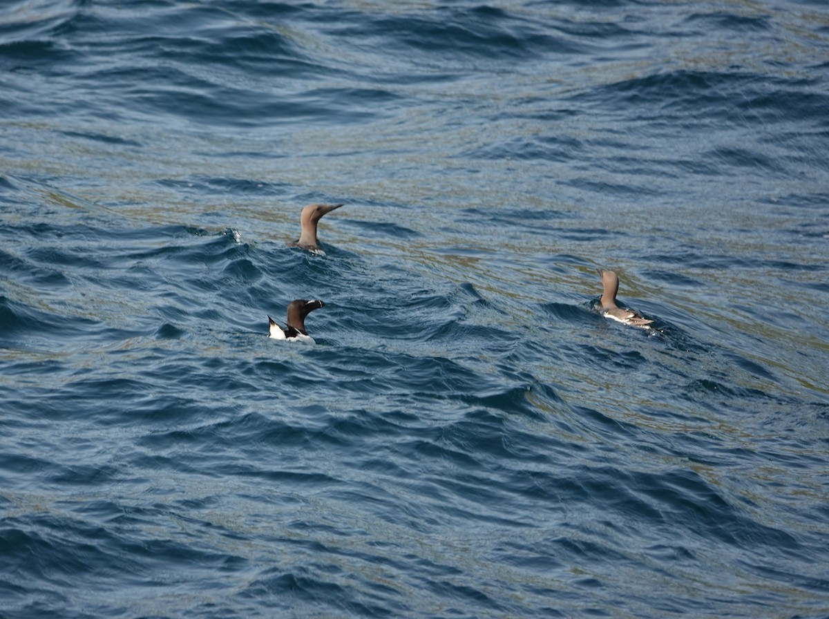 Razorbill - ML620507830