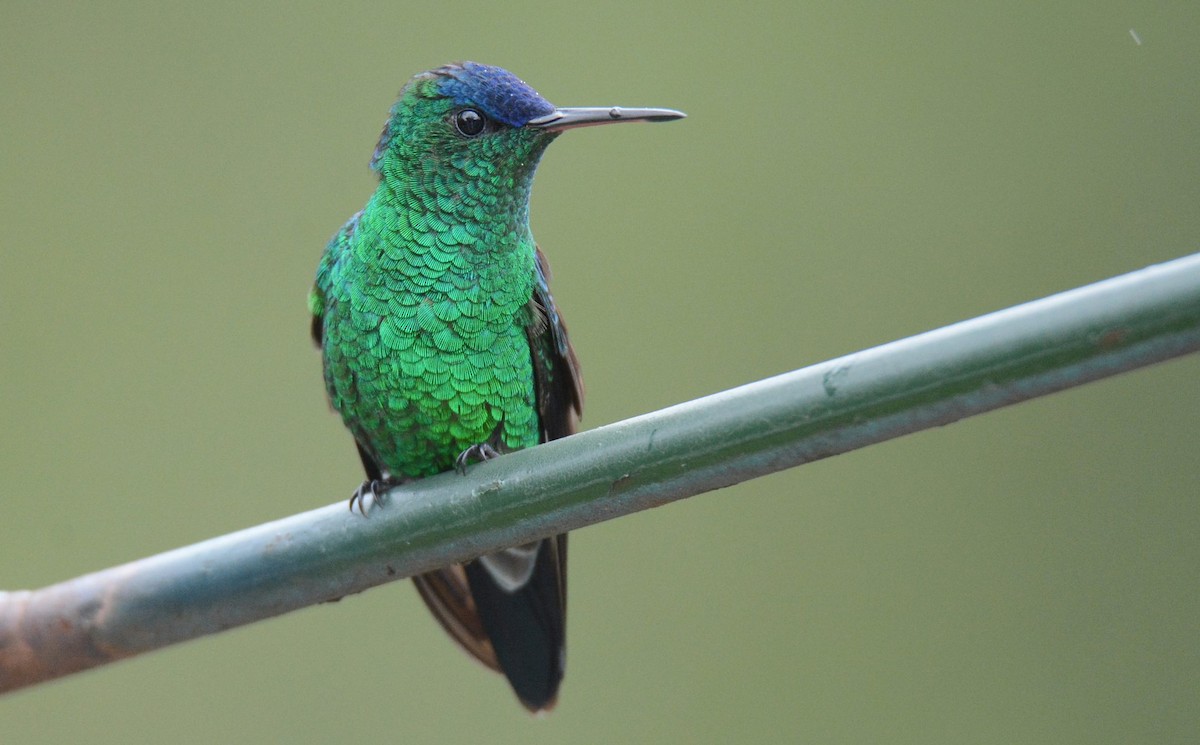 Indigo-capped Hummingbird - ML620507832