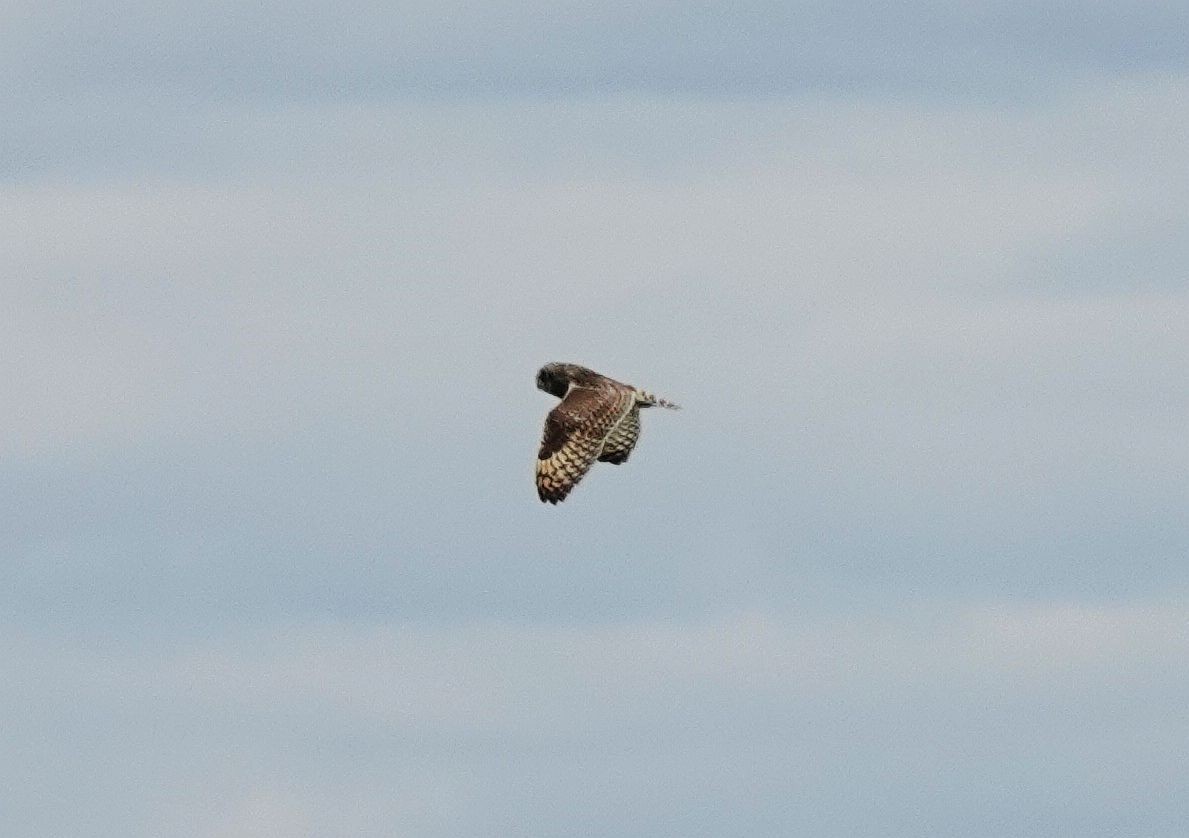 Short-eared Owl - ML620507847