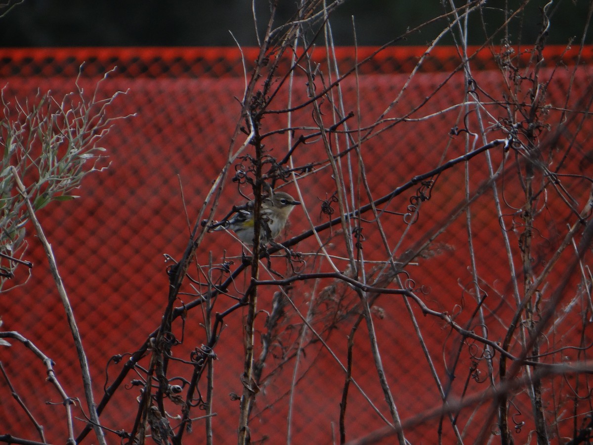 Yellow-rumped Warbler - ML620507849