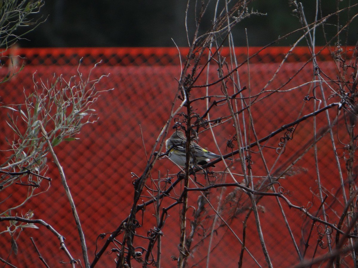 Yellow-rumped Warbler - ML620507850