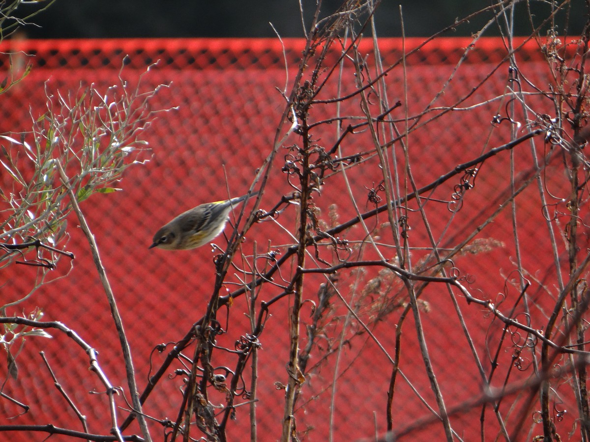 Yellow-rumped Warbler - ML620507853