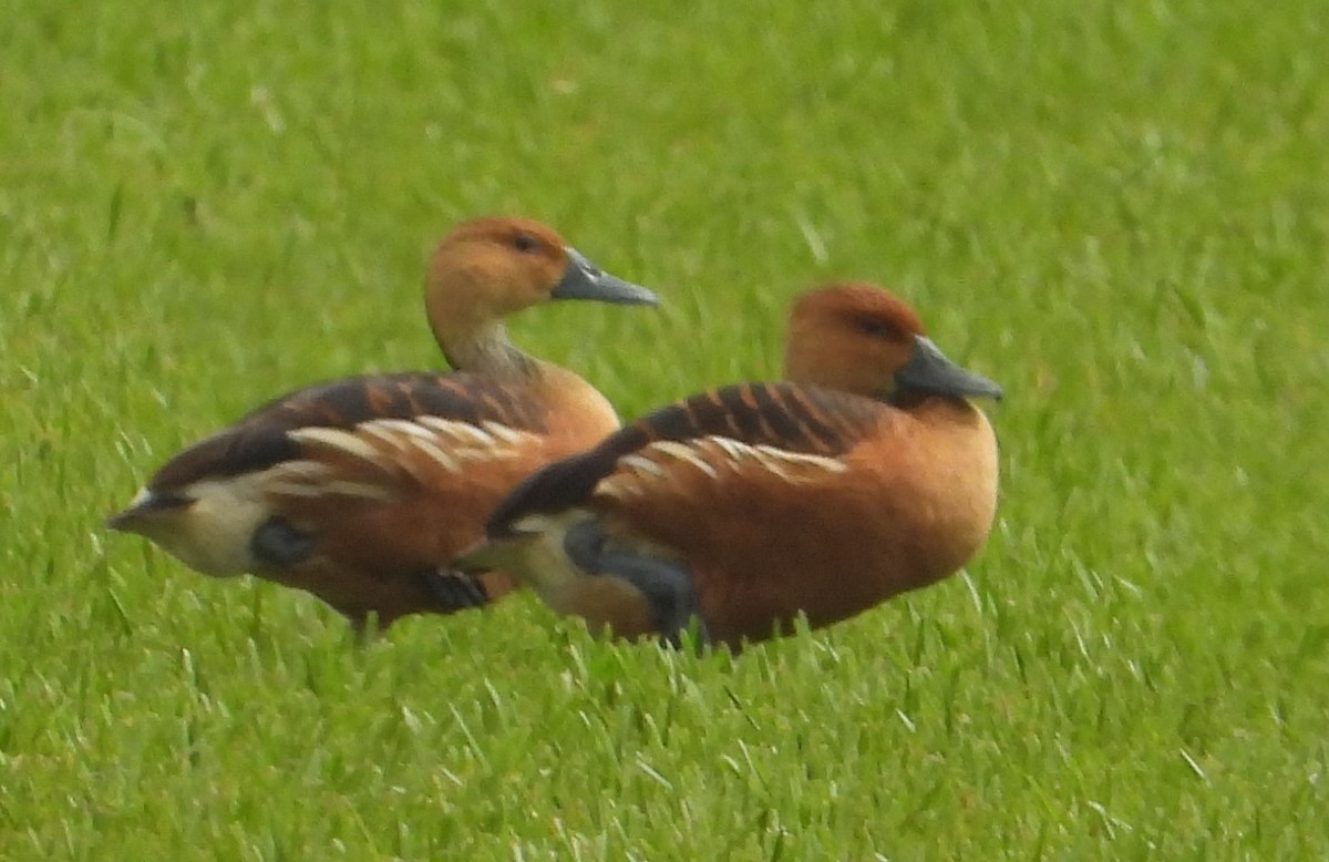 Fulvous Whistling-Duck - ML620507857