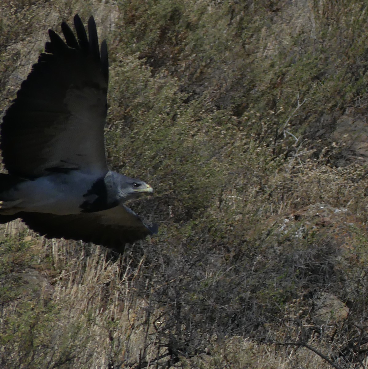 Black-chested Buzzard-Eagle - ML620507860