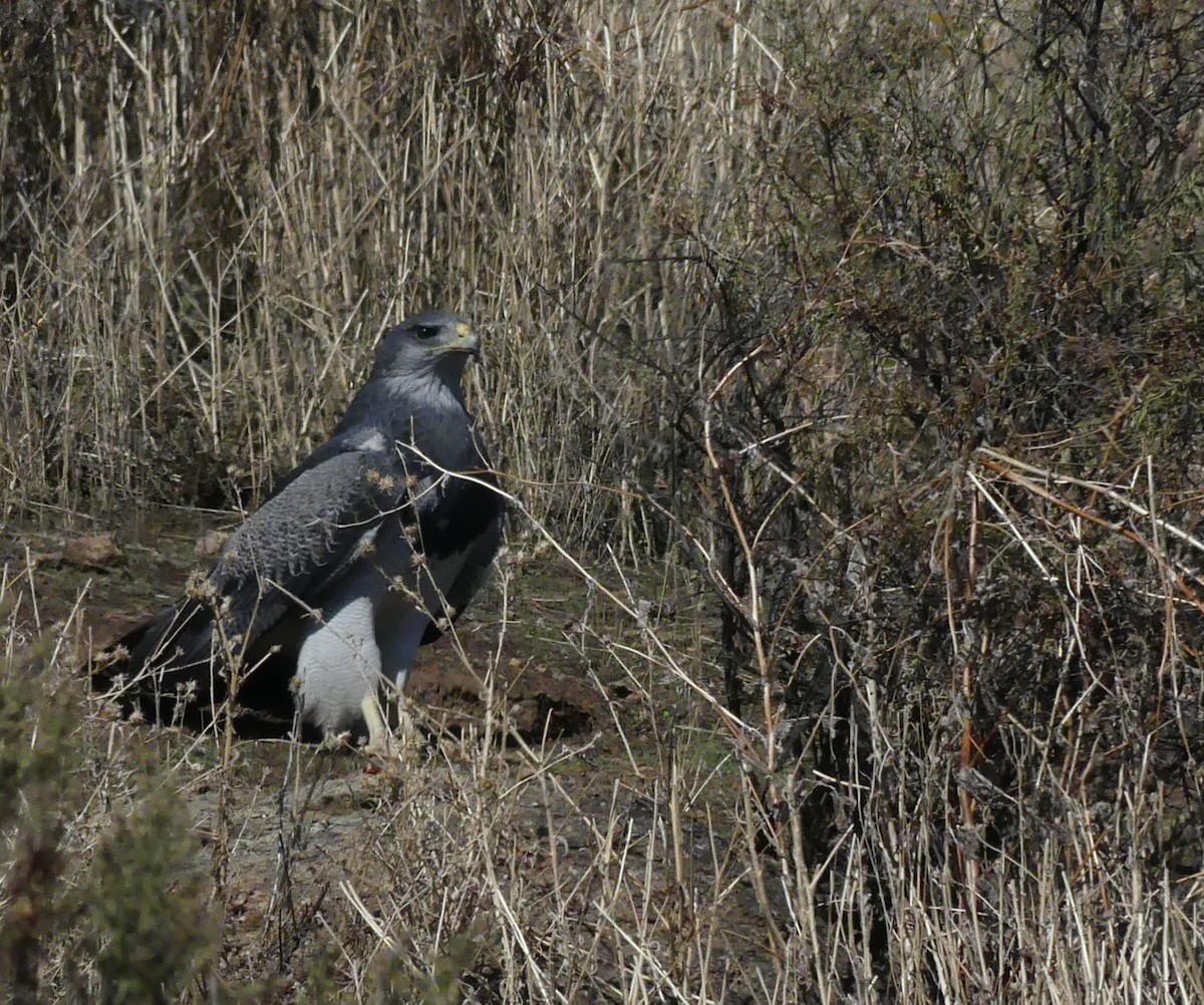 Black-chested Buzzard-Eagle - ML620507861