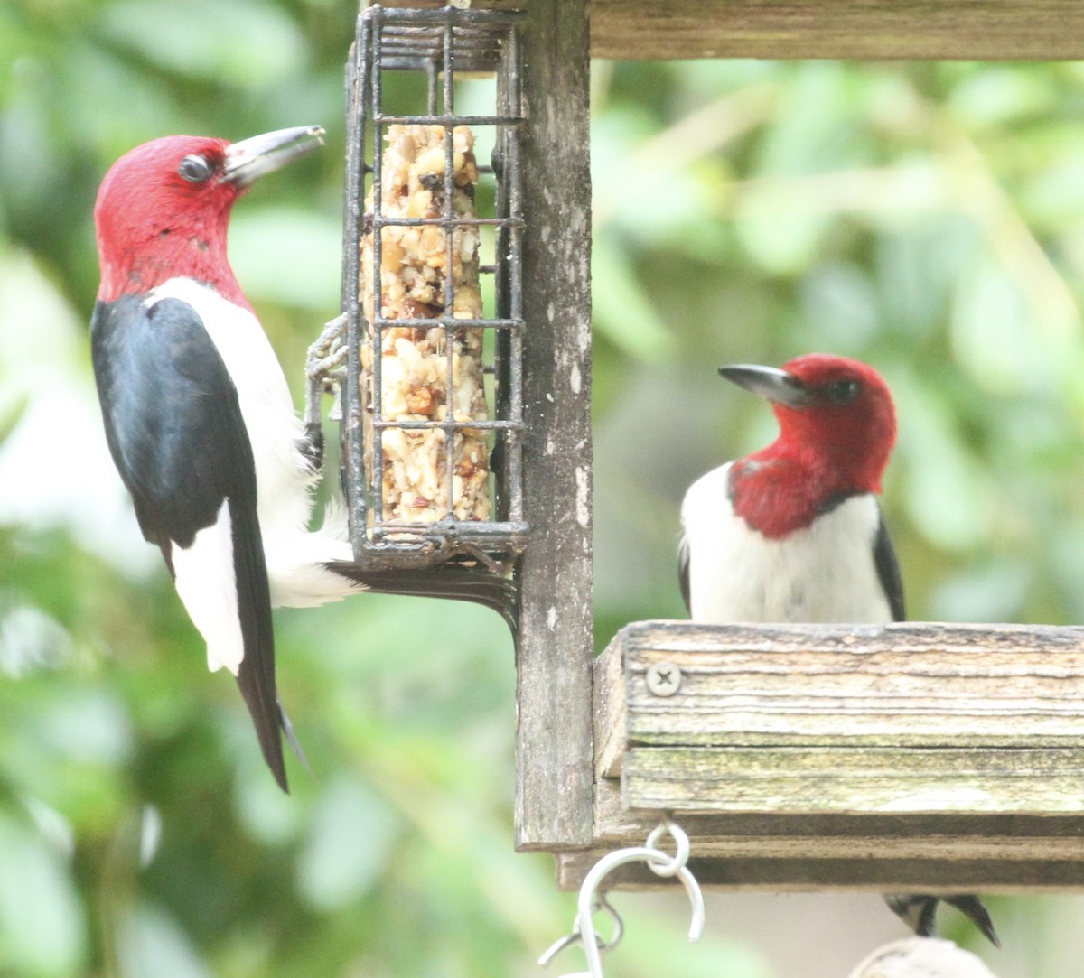 Red-headed Woodpecker - ML620507862