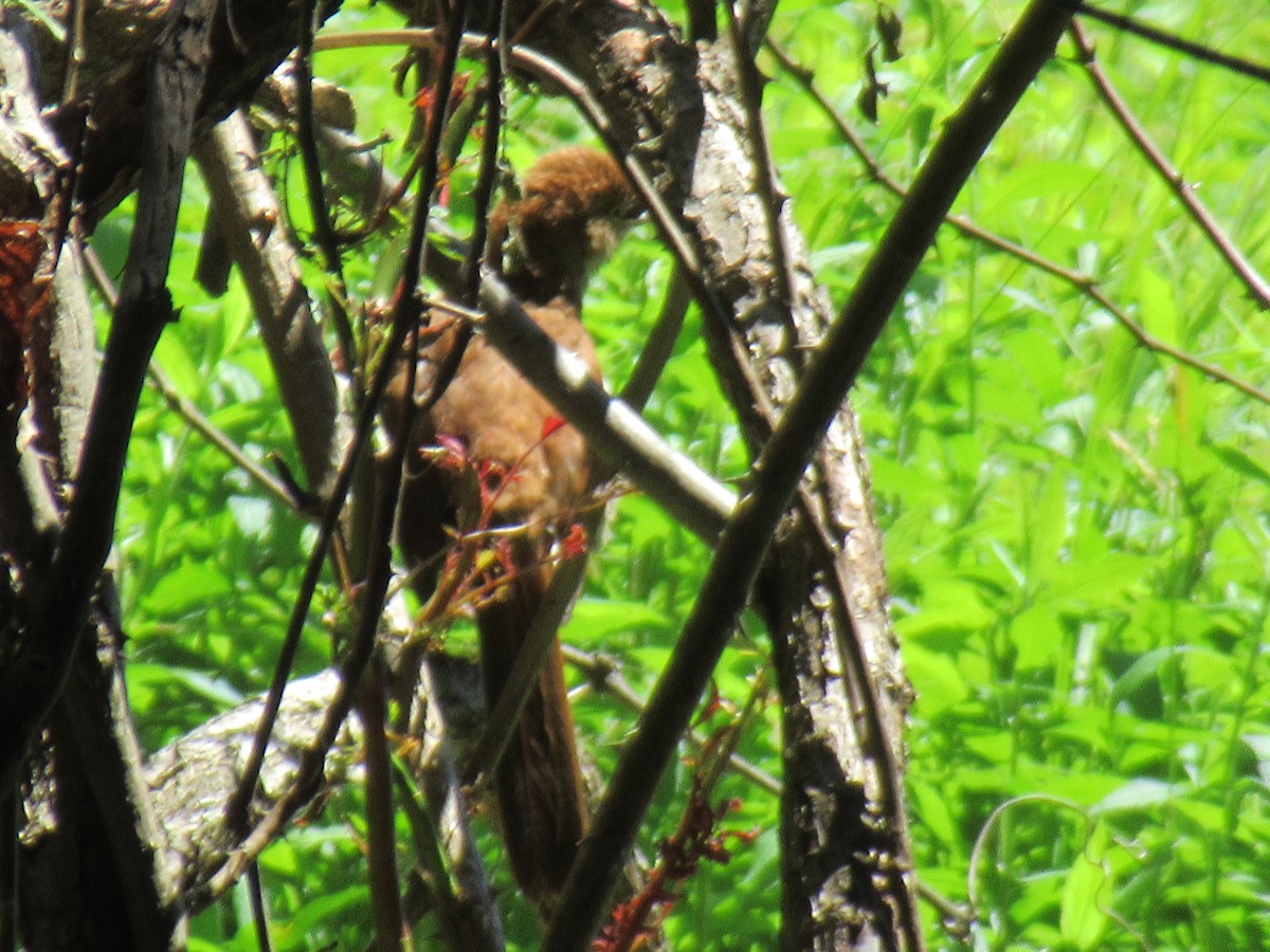 Brown Thrasher - ML620507867