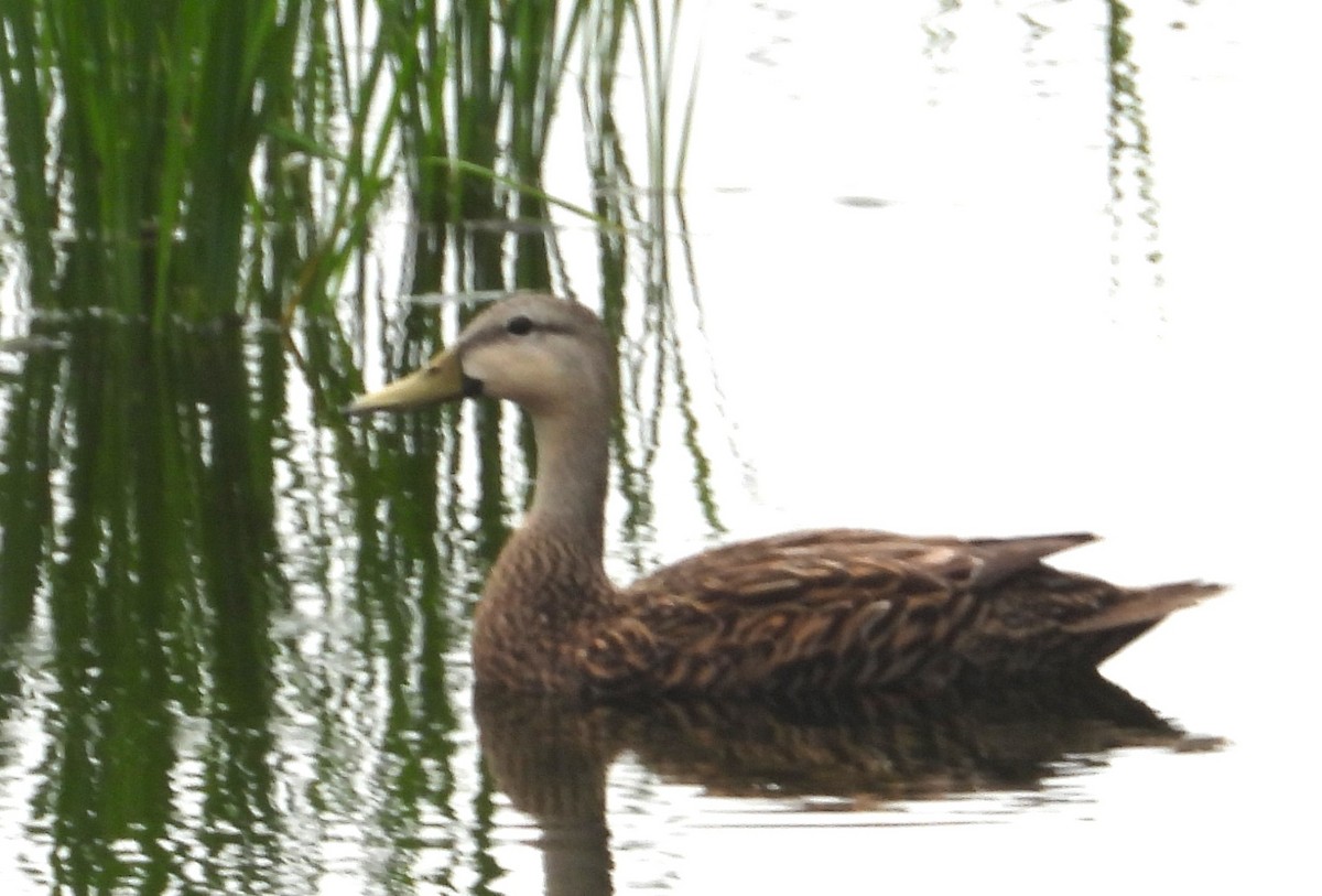 Mottled Duck (Florida) - ML620507868