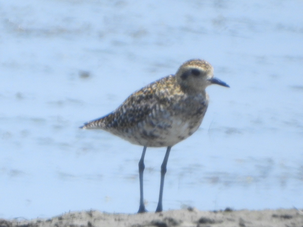 Chorlito Dorado Siberiano - ML620507870