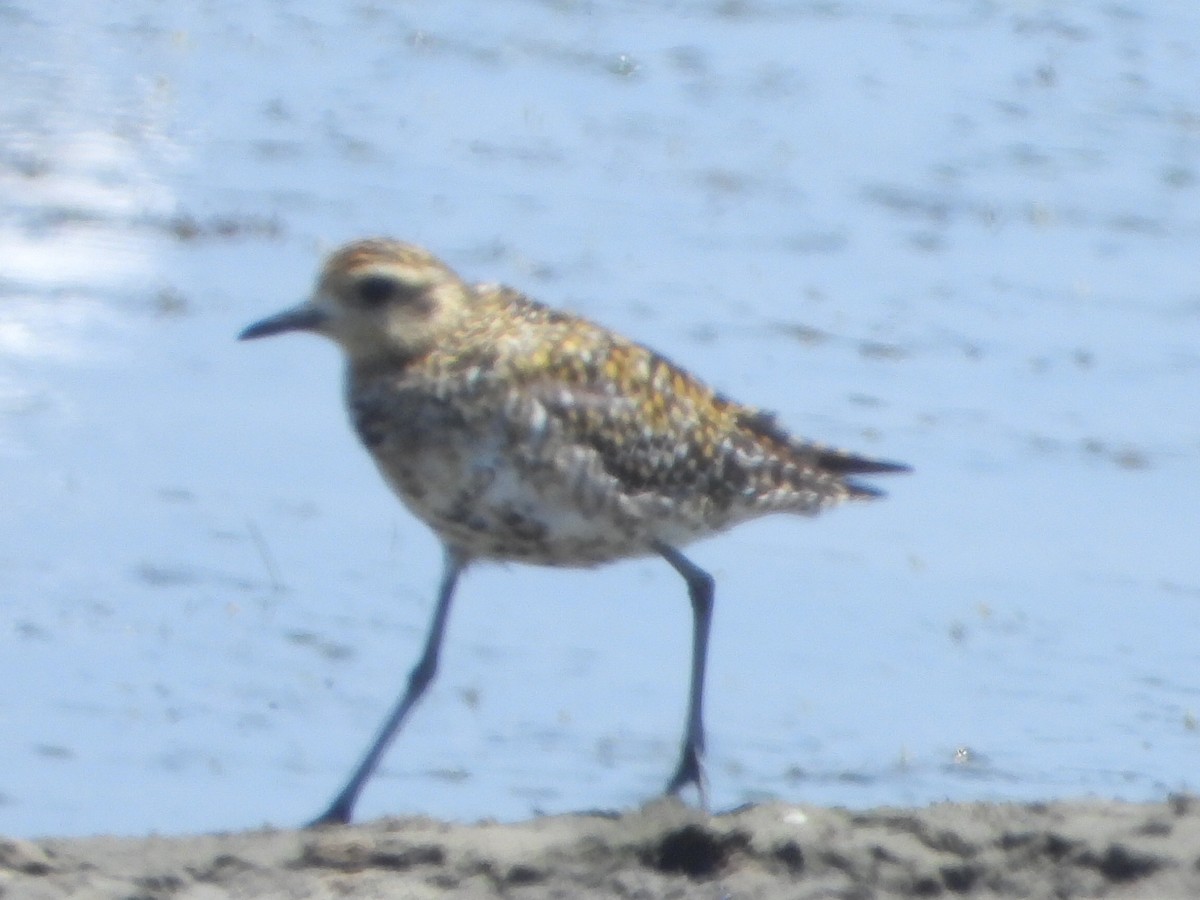 Pacific Golden-Plover - ML620507873