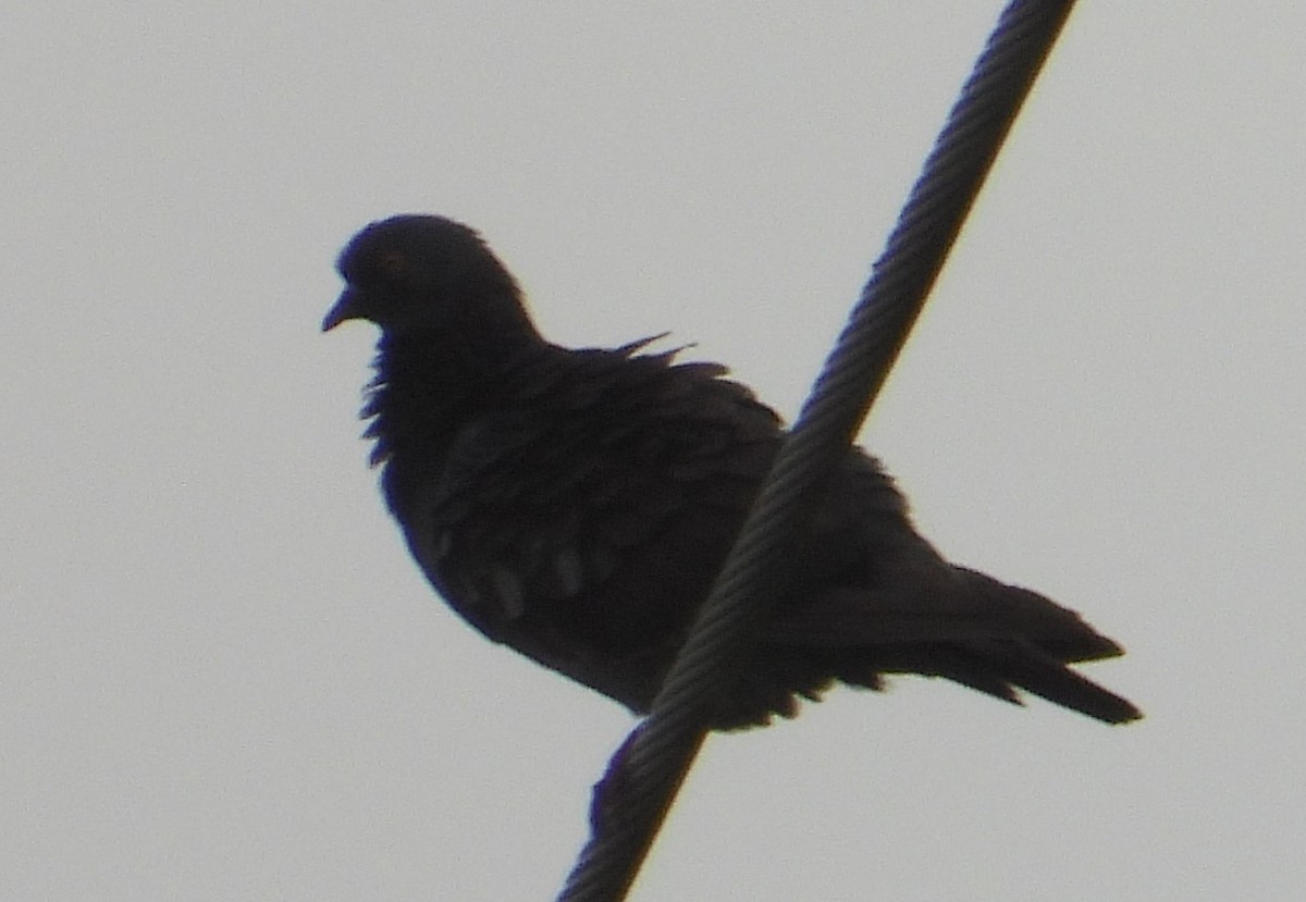 Rock Pigeon (Feral Pigeon) - ML620507874