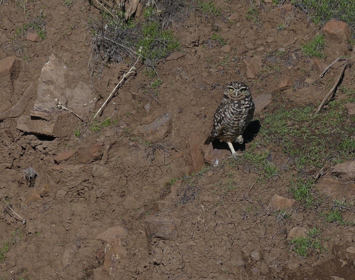 Burrowing Owl - ML620507881