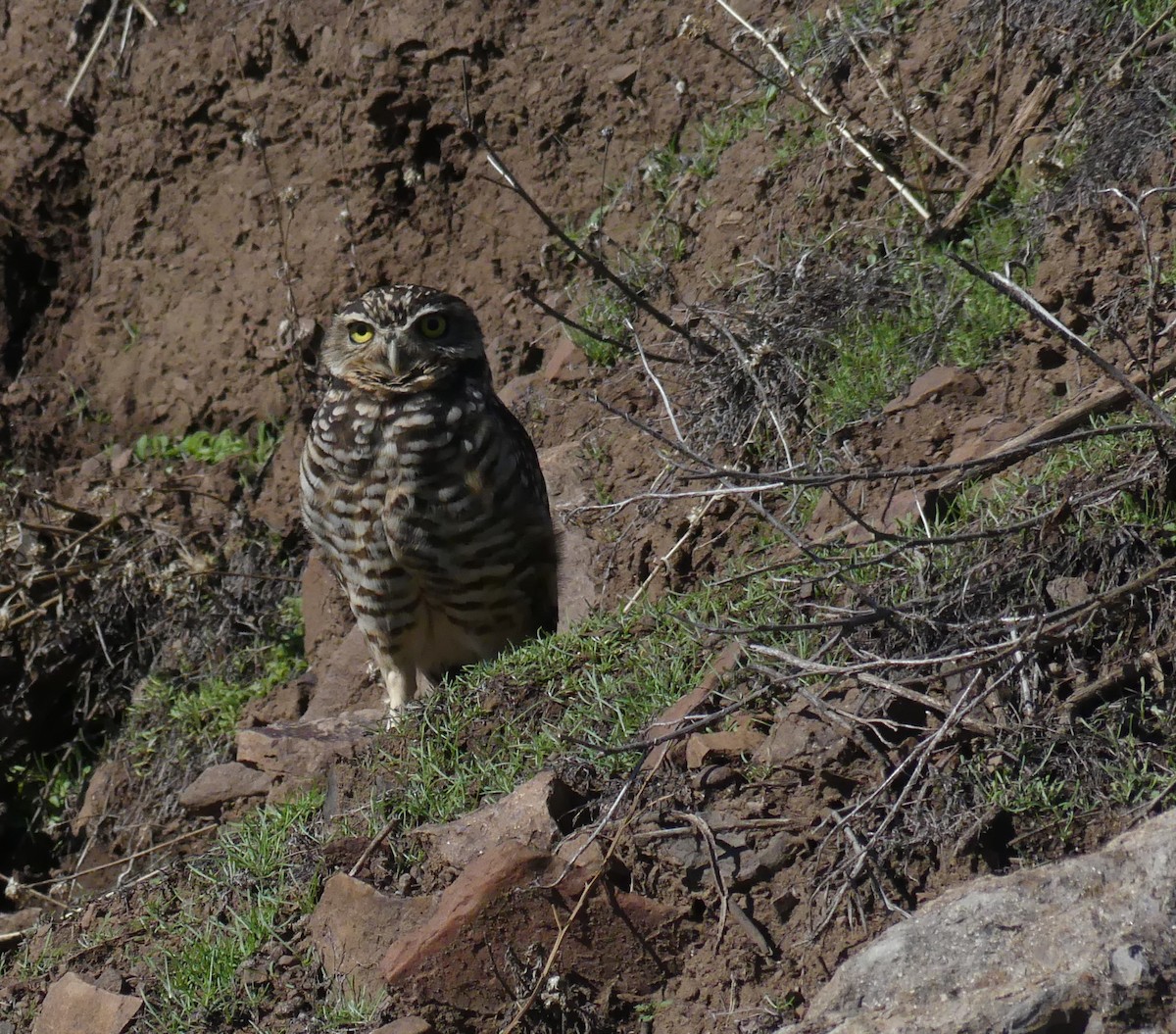 Burrowing Owl - ML620507882