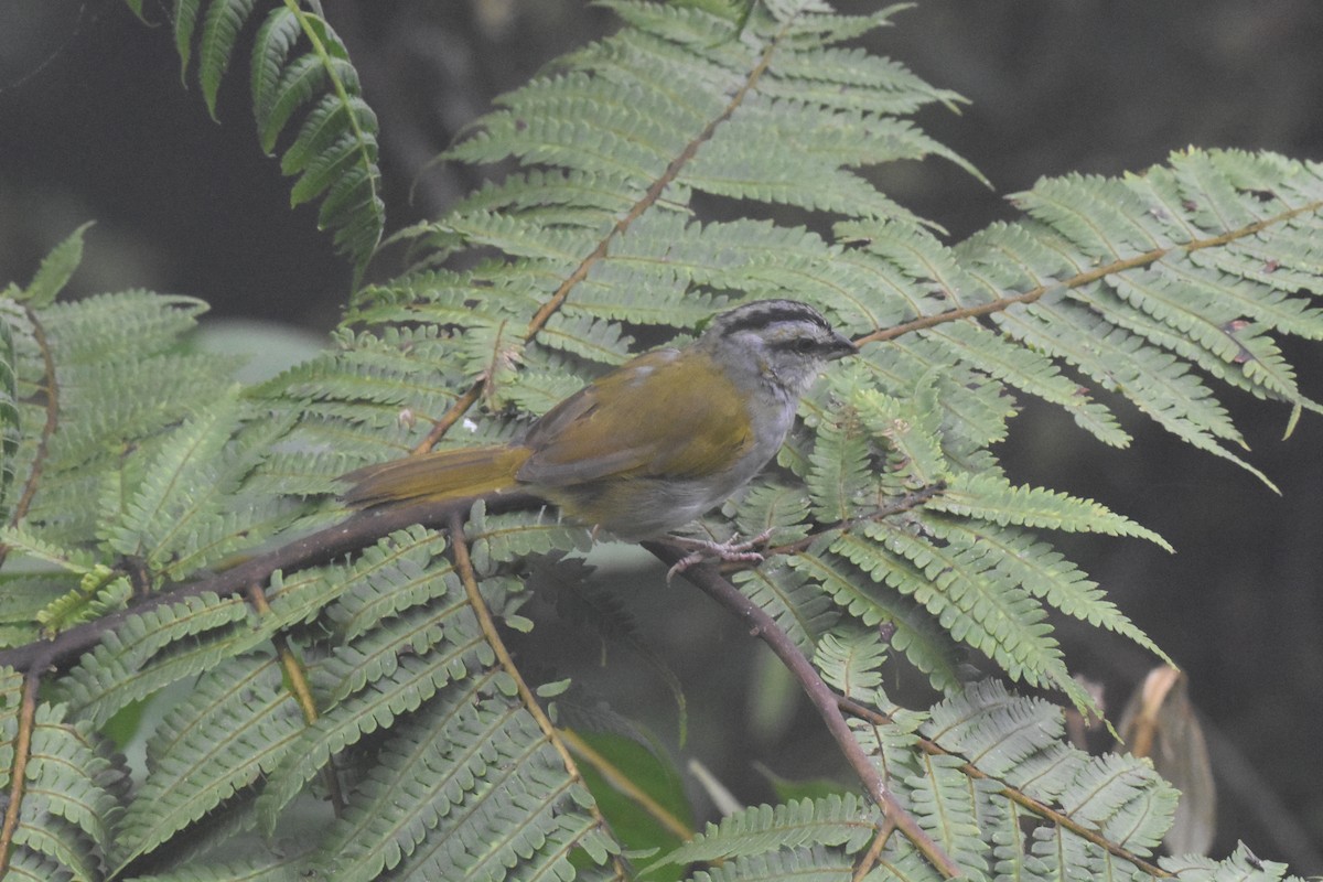 Black-striped Sparrow - ML620507883