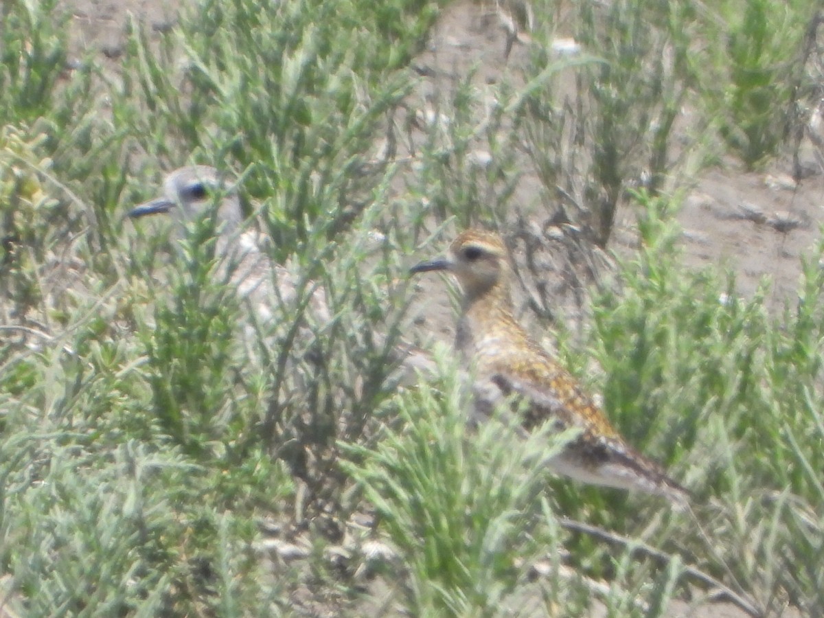 Chorlito Dorado Siberiano - ML620507884