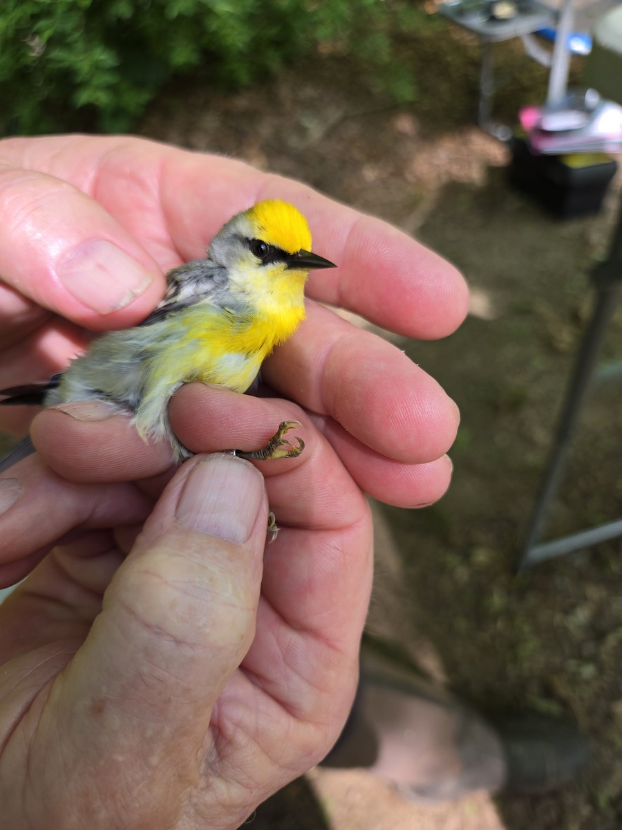 Brewster's Warbler (hybrid) - ML620507885