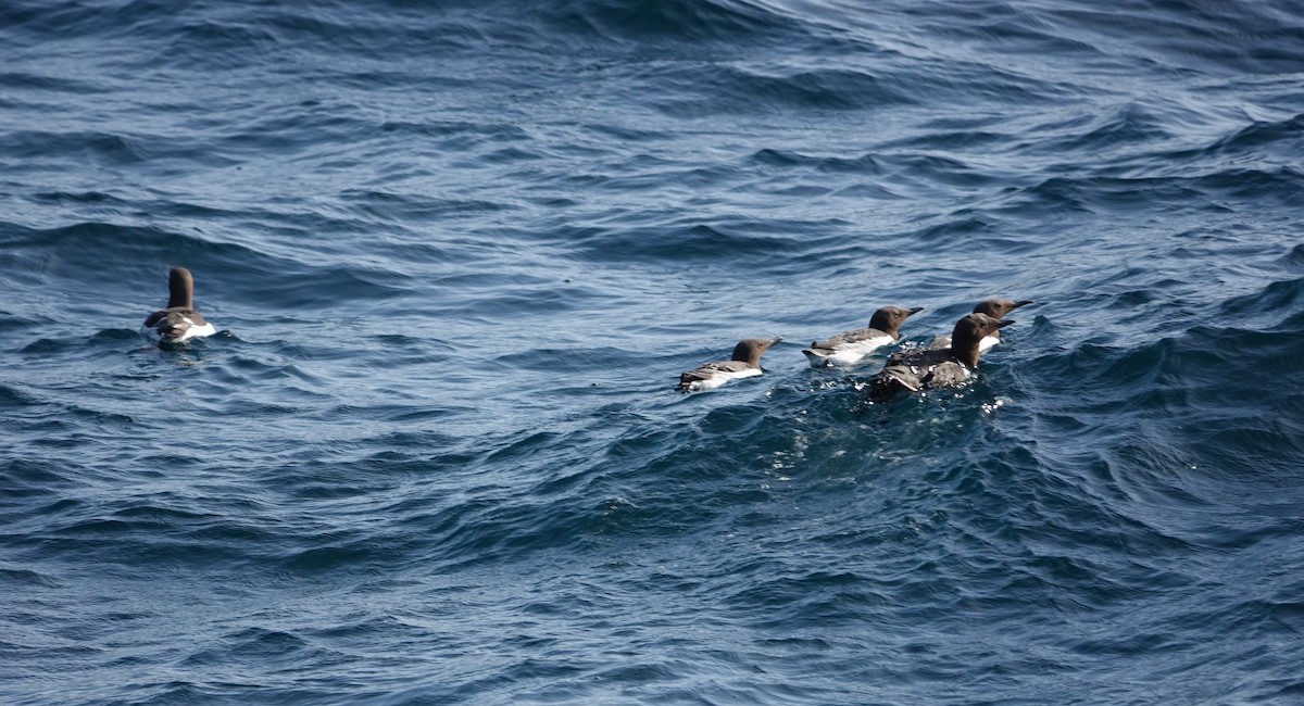 Common Murre - ML620507886