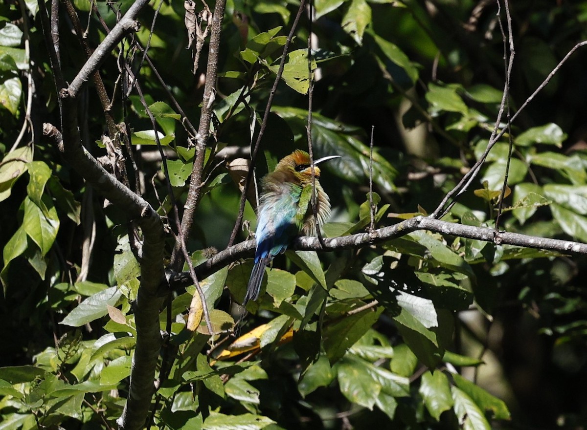 Rainbow Bee-eater - ML620507887