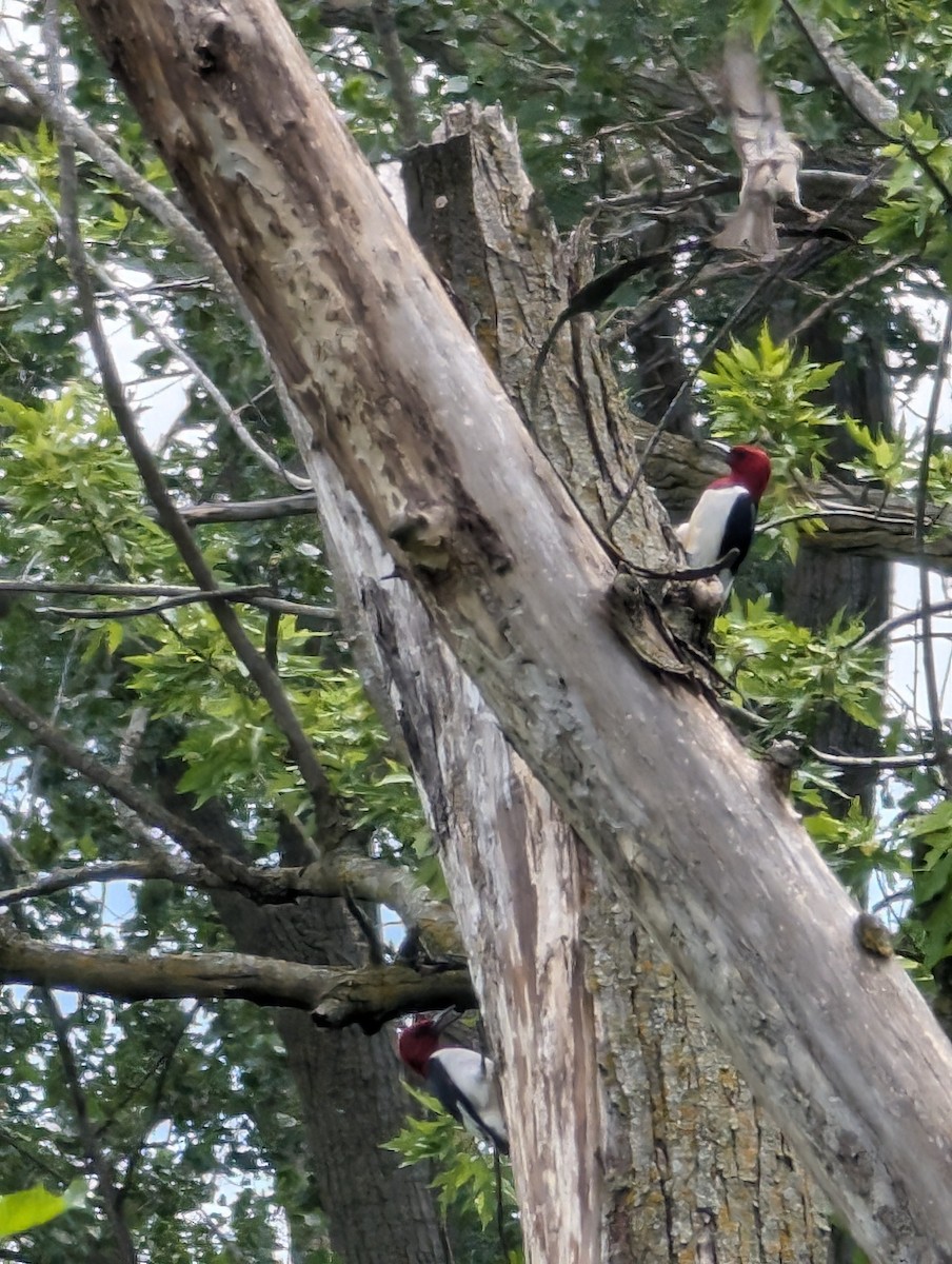 Red-headed Woodpecker - ML620507888