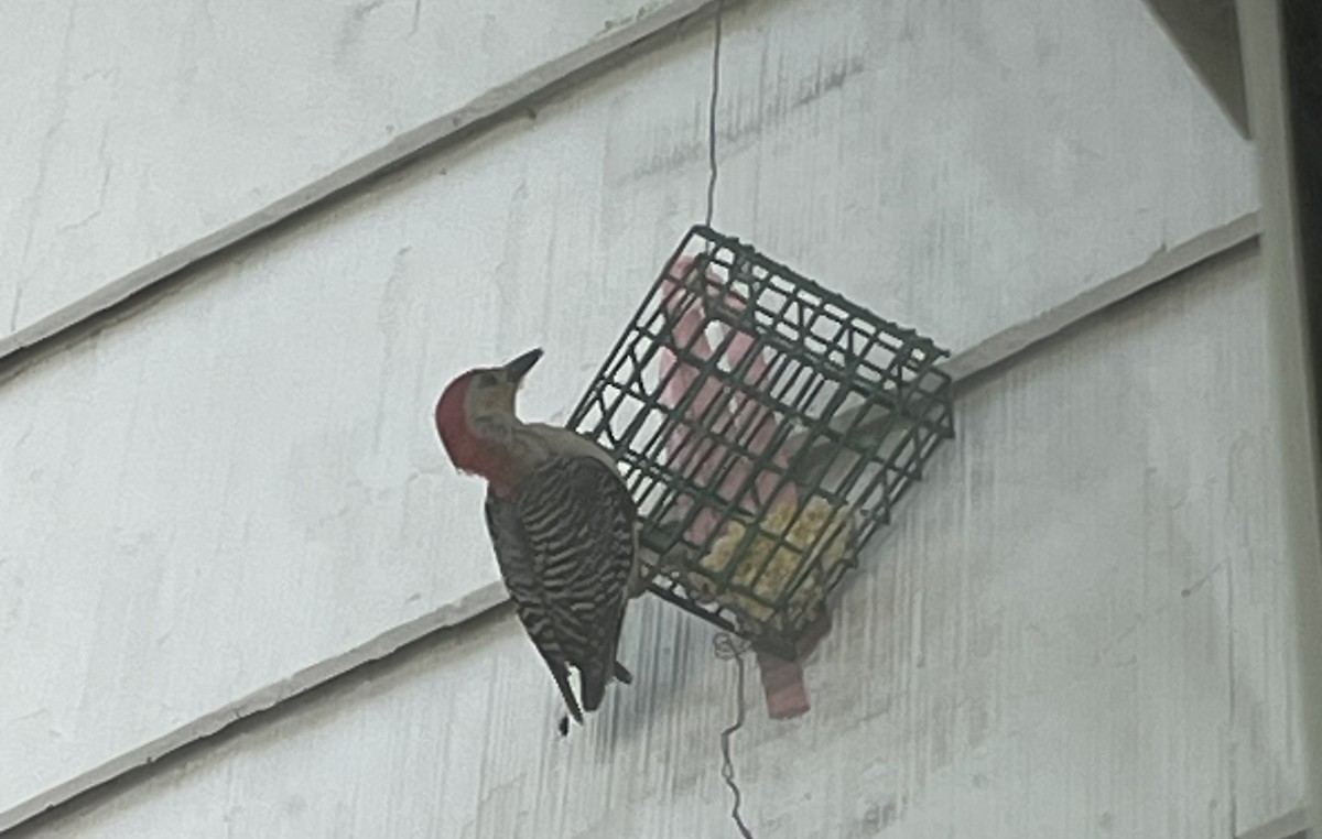 Red-bellied Woodpecker - Susan McHale