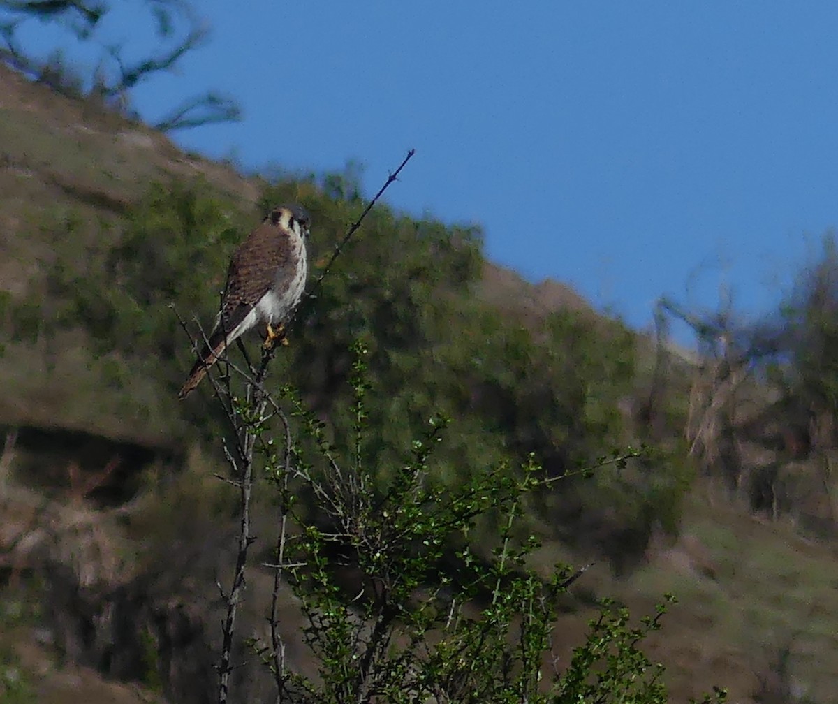 American Kestrel - ML620507892